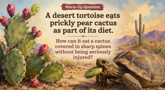 Under the Desert Sky Lesson Framework Google Slides Deck
